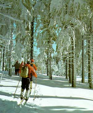 Langlauf-Skier